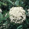 Pragense Viburnum Live Plant – 3 inch Pot, 6-12 inch Tall, Semi-Evergreen Shrub - Image 1