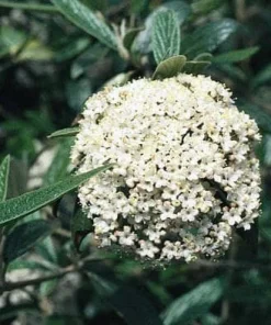 Pragense Viburnum Live Plant – 3 inch Pot, 6-12 inch Tall, Semi-Evergreen Shrub - Image 1