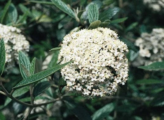 Pragense Viburnum Live Plant – 3 inch Pot, 6-12 inch Tall, Semi-Evergreen Shrub - Image 1