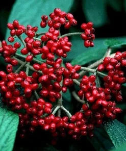 Pragense Viburnum Live Plant – 3 inch Pot, 6-12 inch Tall, Semi-Evergreen Shrub - Image 3
