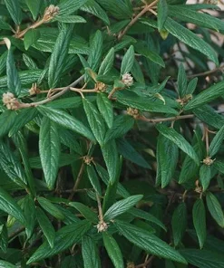 Pragense Viburnum Live Plant – 3 inch Pot, 6-12 inch Tall, Semi-Evergreen Shrub - Image 5