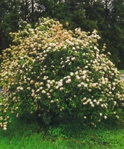 Pragense Viburnum Live Plant – 3 inch Pot, 6-12 inch Tall, Semi-Evergreen Shrub - Image 6