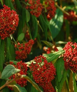Pragense Viburnum Live Plant – 3 inch Pot, 6-12 inch Tall, Semi-Evergreen Shrub - Image 7