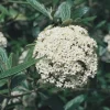 Pragense Viburnum Live Plant - Evergreen Shrub, 4" Pot, 6-12" Tall - Image 1