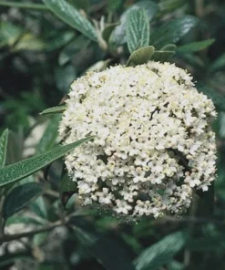 Pragense Viburnum Live Plant - Evergreen Shrub, 4