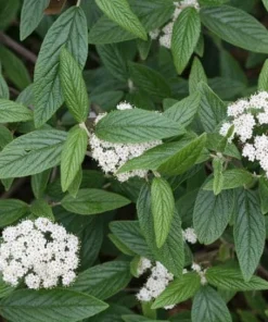 Pragense Viburnum Live Plant - Evergreen Shrub, 4