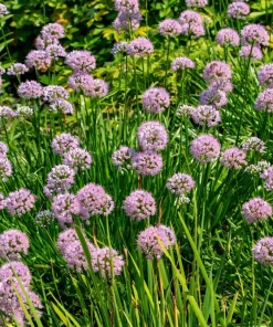 Prairie Allium Seeds - 100 Pink Flower Seeds, Allium Stellatum, Zones 4-8 - Image 2