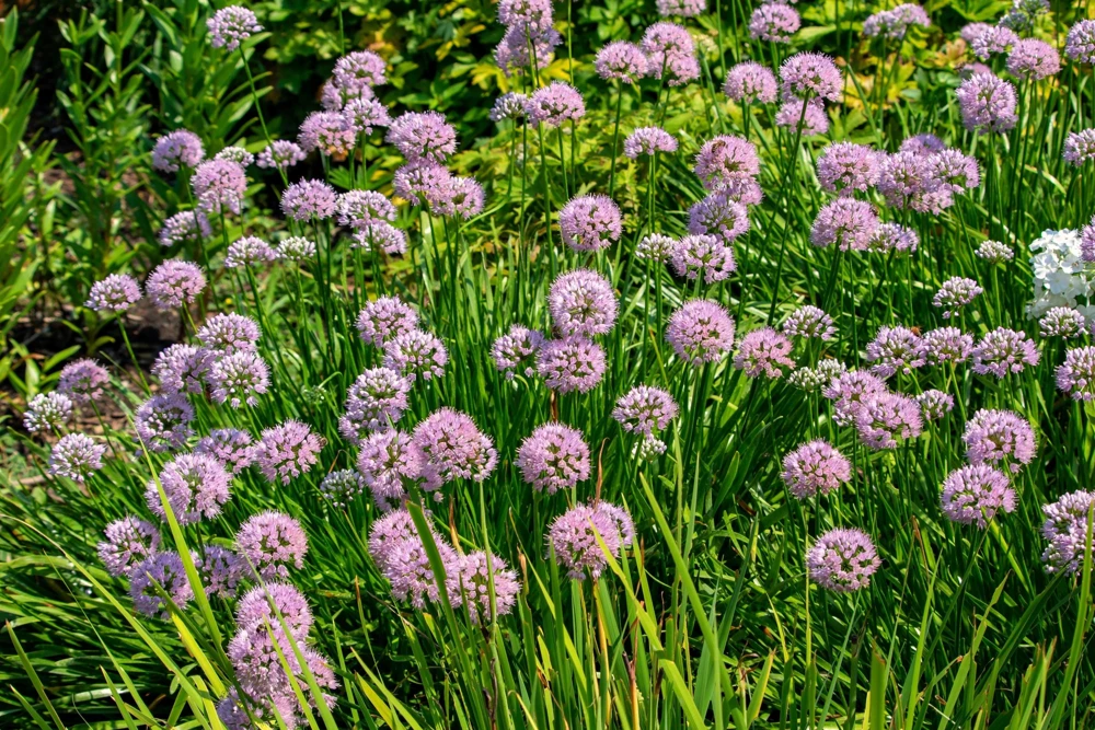 Prairie Allium Seeds - 100 Pink Flower Seeds, Allium Stellatum, Zones 4-8 - Image 2