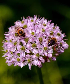 Prairie Allium Seeds - 100 Pink Flower Seeds, Allium Stellatum, Zones 4-8 - Image 4