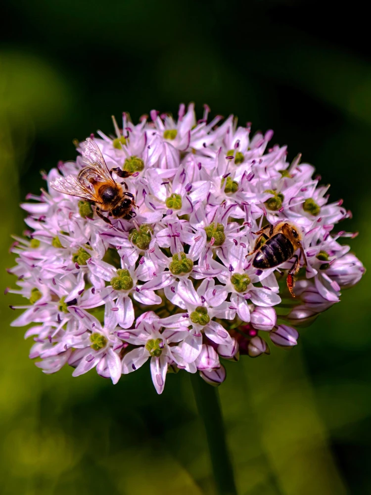 Prairie Allium Seeds - 100 Pink Flower Seeds, Allium Stellatum, Zones 4-8 - Image 4