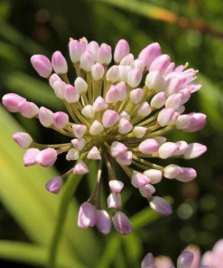 Prairie Allium Seeds - 100 Pink Flower Seeds, Allium Stellatum, Zones 4-8 - Image 5