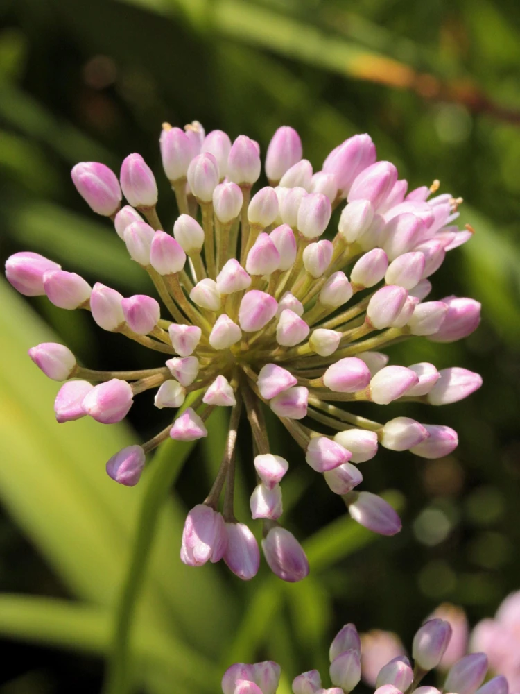 Prairie Allium Seeds - 100 Pink Flower Seeds, Allium Stellatum, Zones 4-8 - Image 5