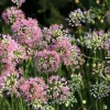 Prairie Allium Seeds - 100 Pink Flower Seeds, Allium Stellatum, Zones 4-8 - Image 1
