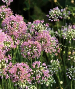 Prairie Allium Seeds - 100 Pink Flower Seeds, Allium Stellatum, Zones 4-8 - Image 1