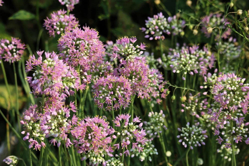Prairie Allium Seeds - 100 Pink Flower Seeds, Allium Stellatum, Zones 4-8 - Image 1