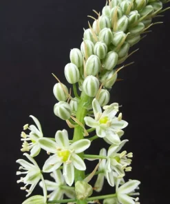 Pregnant Onion Seeds (Ornithogalum caudatum) - Rare Succulent Bulb Seed - 15 Seeds - Image 2