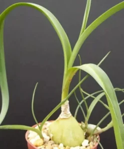 Pregnant Onion Seeds (Ornithogalum caudatum) - Rare Succulent Bulb Seed - 15 Seeds - Image 3