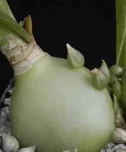 Pregnant Onion Seeds (Ornithogalum caudatum) - Rare Succulent Bulb Seed - 15 Seeds - Image 4