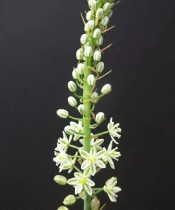 Pregnant Onion Seeds (Ornithogalum caudatum) - Rare Succulent Bulb Seed - 15 Seeds - Image 5