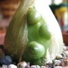 Pregnant Onion Seeds (Ornithogalum caudatum) - Rare Succulent Bulb Seed - 15 Seeds - Image 1