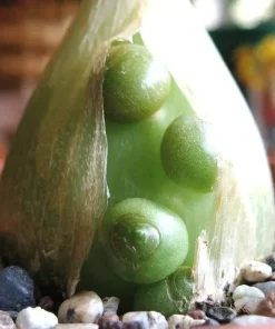 Pregnant Onion Seeds (Ornithogalum caudatum) - Rare Succulent Bulb Seed - 15 Seeds - Image 1
