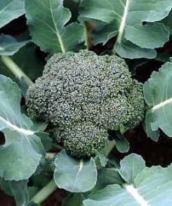 Premium Broccoli Plant - Live Plant - 4" Pot - High Yield, Heat Tolerant - Image 2