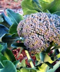 Premium Broccoli Plant - Live Plant - 4