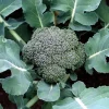 Premium Broccoli Plant - Live Plant - 4" Pot - High Yield, Heat Tolerant - Image 1