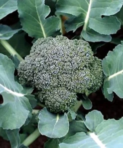 Premium Broccoli Plant - Live Plant - 4