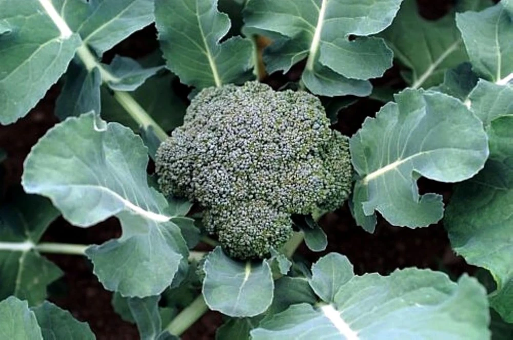 Premium Broccoli Plant - Live Plant - 4" Pot - High Yield, Heat Tolerant - Image 1