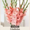 Pretty in Pink Gladiolus Bulbs - 10 Large Flowering Corms 12/14cm - Image 1