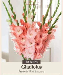 Pretty in Pink Gladiolus Bulbs - 10 Large Flowering Corms 12/14cm - Image 1