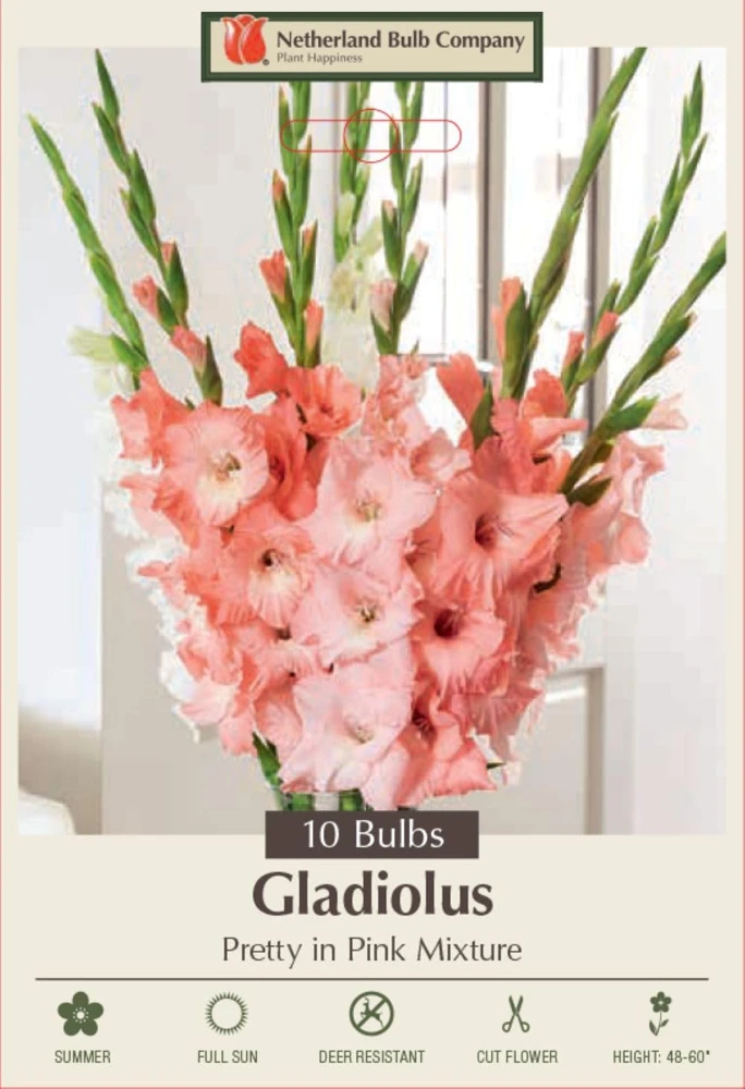 Pretty in Pink Gladiolus Bulbs - 10 Large Flowering Corms 12/14cm - Image 1