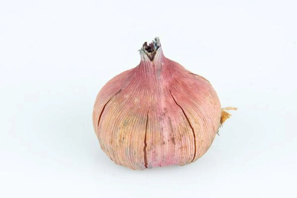 Pretty in Pink Gladiolus Bulbs - 10 Large Flowering Corms 12/14cm - Image 2