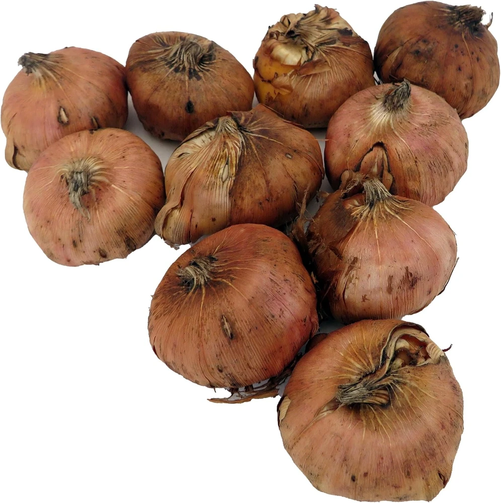 Pretty in Pink Gladiolus Bulbs - 10 Large Flowering Corms 12/14cm - Image 3