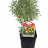 Pretty Polly Santolina Live Plant - Fairy/Rock Garden - 2.5" Pot - Image 1