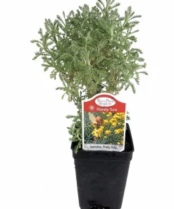 Pretty Polly Santolina Live Plant - Fairy/Rock Garden - 2.5