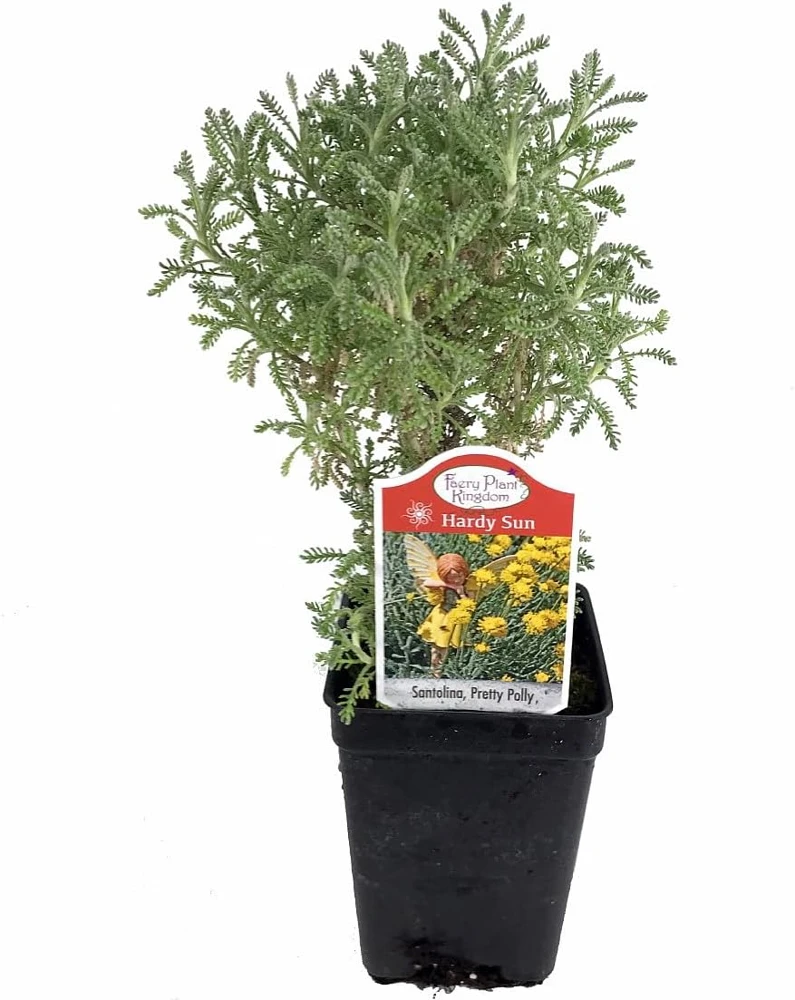 Pretty Polly Santolina Live Plant - Fairy/Rock Garden - 2.5" Pot - Image 1
