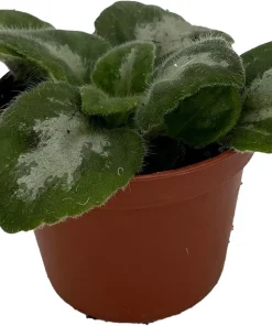 Primulina Asian Violet Live Plant - 2.5 inch Pot - Indoor Flowering Houseplant - Image 2