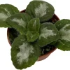 Primulina Asian Violet Live Plant - 2.5 inch Pot - Indoor Flowering Houseplant - Image 1