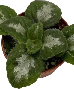 Primulina Asian Violet Live Plant - 2.5 inch Pot - Indoor Flowering Houseplant - Image 1