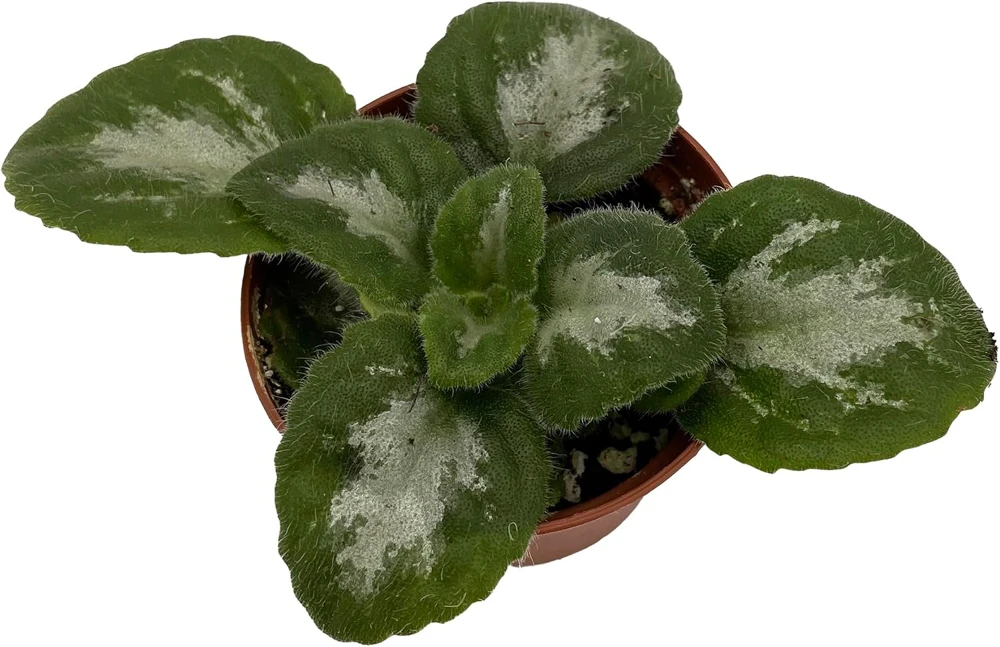 Primulina Asian Violet Live Plant - 2.5 inch Pot - Indoor Flowering Houseplant - Image 1