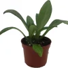 Primulina Asian Violet Live Plant – 2.5" Pot – Blooming Houseplant Indoor - Image 1