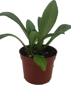 Primulina Asian Violet Live Plant – 2.5