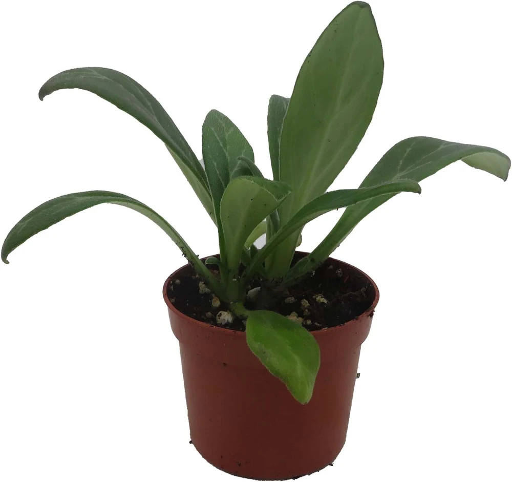 Primulina Asian Violet Live Plant – 2.5" Pot – Blooming Houseplant Indoor - Image 1