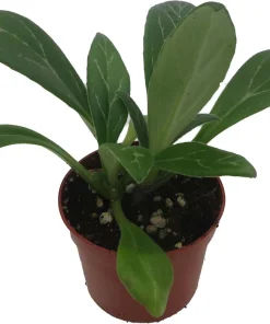 Primulina Asian Violet Live Plant – 2.5" Pot – Blooming Houseplant Indoor - Image 2
