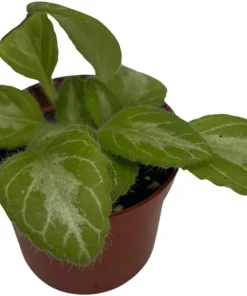 Primulina Asian Violet Live Plant – 2.5" Pot – Blooming Houseplant - Image 2