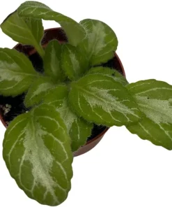 Primulina Asian Violet Live Plant – 2.5
