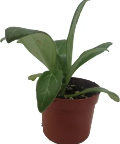 Primulina Asian Violet Live Plant – 2.5