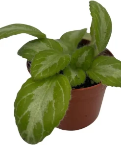 Primulina Asian Violet Live Plant – 2.5
